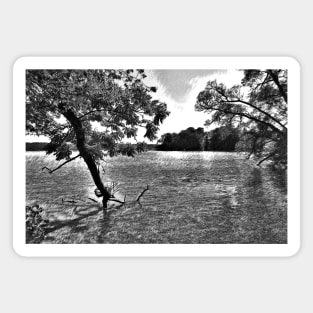 Tree in a Lake Black and White Digital Pencil Drawing Magnet